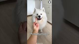 Samoyed ❤️‍🔥 Unconditional Love amp Loyalty [upl. by Anyela]