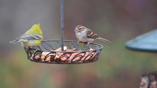 Chipping Sparrow and Pine Warbler [upl. by Nirret]