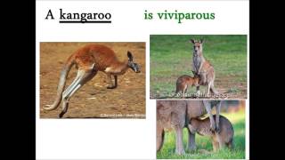 OVIPAROUS AND VIVIPAROUS ANIMALS [upl. by Ginelle]