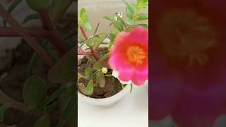 How to use disposal glass as a flower vasebol na halke shortrending [upl. by Anayek89]