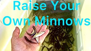 Crappie fishing minnows Raise your own minnows 2 [upl. by Moskow999]