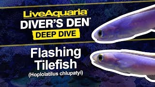 LiveAquaria® Diver’s Den® Deep Dive Flashing Tilefish Hoplolatilus chlupatyi [upl. by Egidius]