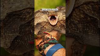 frilled lizard shorts facts crazy mindblowing [upl. by Naylor409]