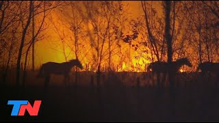 Incendios dramáticos en Corrientes las llamas ponen en jaque a los Esteros del Iberá [upl. by Feldman134]