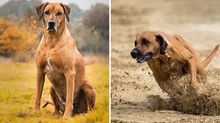 Rhodesian Ridgeback The Popular Dog Breed In The World [upl. by Johnnie]