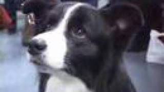 Choosing Border Collies [upl. by Sparks]