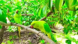 Parrot On Long Branch  Desi Lovely Pet Pair [upl. by Ekram]