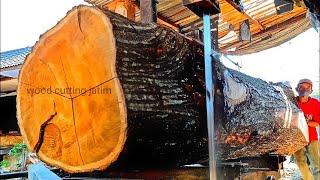 The trunk of a giant acacia tree is 79 years old and very hard [upl. by Milburn]