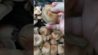 Опята летние Галерина изменчивая  съедобный очень ароматный гриб fungus mushroom [upl. by Sybille699]