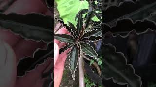 Ardisia loài cây cảnh độc đáo0372324751 nature plants [upl. by Dachi]