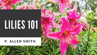 Lilies 101 Care Types and Handling [upl. by Candi]