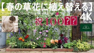 祝！100回目！小さな花壇を植え替える！【春のガーデニング】フローラ黒田園芸 Spring gardeningガーデニング園芸庭花壇 [upl. by Conlon]