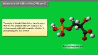 Where are the ATP and NADPH used   explain full in simple way [upl. by Katerine828]