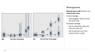 OSSM Neuro Chapter 23  Neurogenesis [upl. by Welch]