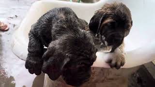 American Molossus pups bath time [upl. by Oeramed716]