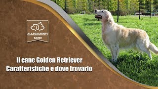 Il cane Golden Retriever  Caratteristiche e dove trovarlo [upl. by Ardnasyl]