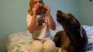 funny animal clip singing Weimaraner dog [upl. by Sanbo696]