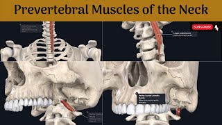 Prevertebral muscles of the neck  Longus cervicis amp capitis  Rectus capitis anterior amp Lateralis [upl. by Myer]