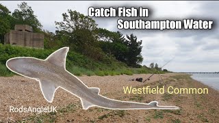 Catch Fish in Southampton Water WESTFIELD COMMON [upl. by Trammel]