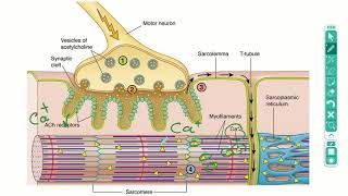 شرح muscle Contraction Cross Bridge Cycle Role of ATP in muscle Actin Myosin and ATP [upl. by Nylaret]