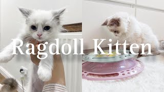 My First Cat  Kitten Haul amp Our Week Together  Weekly Vlog 🌿🐈🌸 [upl. by Enasus]