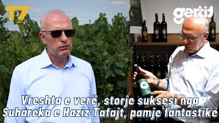 Vreshta e verë storje suksesi nga Suhareka e Haziz Tafajt pamje fantastike  EURO  T7 [upl. by Nelad]