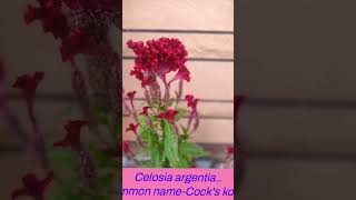 Beautiful flower Celosia argentiacock´s comb plant Best garden plantwinter balcony plant [upl. by Rudy]