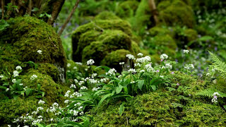 Forest Birdsong Nature Sounds  Wild Life Sound of Birds Singing Mindfulness Meditation for Sleeping [upl. by Raquel52]