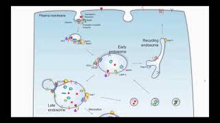 The Role of Endosomes in Prostate Cancer [upl. by Duthie4]