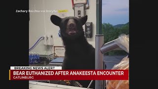 Bear euthanized after encounter at Anakeesta concession stand [upl. by Nuahsed88]