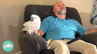 Chatty Parrot Falls In Love With Man And Wont Leave His Side  Cuddle Buddies [upl. by Jacquelin]