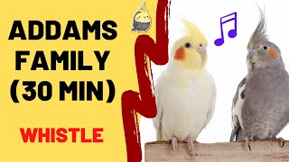 ADDAMS FAMILY WHISTLE 30 Min  Cockatiel Singing Training  Bird Whistling Practice [upl. by Vaughn657]