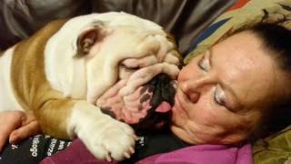 Funny English Bulldog Snoring  Its so cute [upl. by Aynatal452]