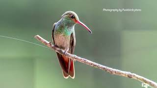 Rufoustailed Hummingbird Amazilia tzacatl [upl. by Terena]