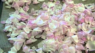 Dehydrating Rose Petals [upl. by Meg]