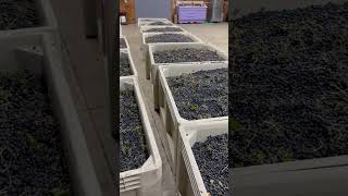 Cabernet Franc grapes waiting to be picked up domainehelena mtsthelenavineyards [upl. by Buchbinder612]