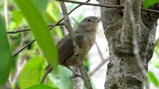 Song Of The Little Shrike Thrush [upl. by Halbert482]