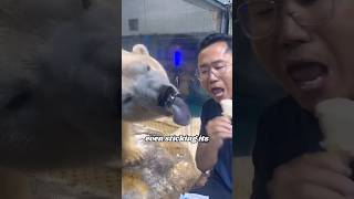 Daily life of polar bear and their keepers heartwarmingpets animallover cute funny [upl. by Ynnus]