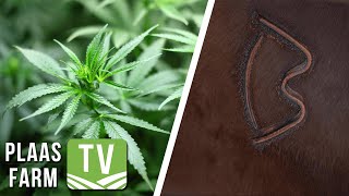 Dagga in die werksplek  Duidelikheid oor identifikasie op vee  Farm TV  7 July 2021 [upl. by Sturges]