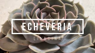 Echeveria Lilacina [upl. by Alleris]