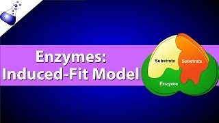 Enzymes The Induced Fit Model [upl. by Sadye876]