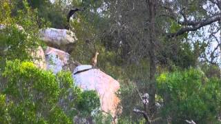 Klipspringer versus Eagle [upl. by Nilak]