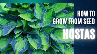 Deadheading Hostas  Home Gardening Quick Tips [upl. by Dwayne]