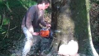 abattage dun hêtre stihl ms 390 [upl. by Ibbed]