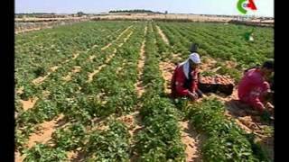 AlgerieEl Oued pole agricole émergent [upl. by Nallac]