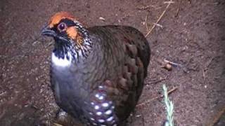 common hill partridge [upl. by Lerrud]