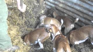 Severn Valley Ratters Ratting with Plummer Terriers Part 1 [upl. by Dolphin347]