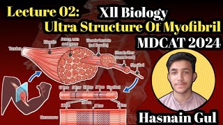 Ultra Structure Of MyofibrilStructure of MuscleLecture 02Urdu amp Hindi [upl. by Aynek]