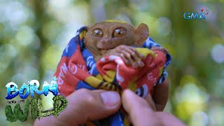 Born to be Wild Tarsier the world’s quotsecond smallest primatequot [upl. by Lunneta938]