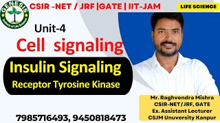 Receptor Tyrosine Kinase  Insulin Signaling  Cellular communication  L8 [upl. by Buffum]